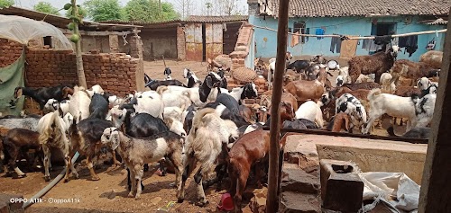 Goat farm