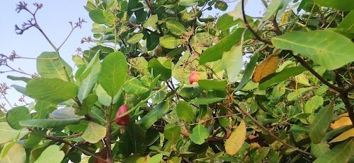 Avandhi