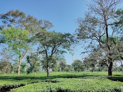 Kohinur Tea Garden