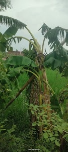 Firdaush hussain nagar Sindani