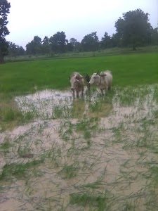 Tanakhar