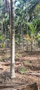 Hampesh SM Farm