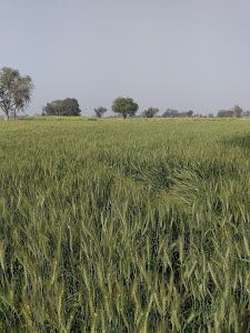 Gopalpura