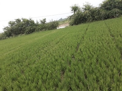 Sampigehalli