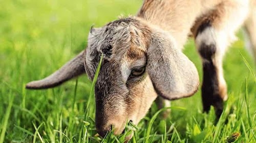 Goat farm