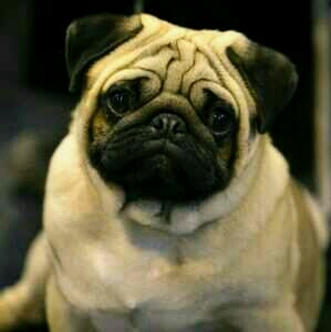 PETS SHOP