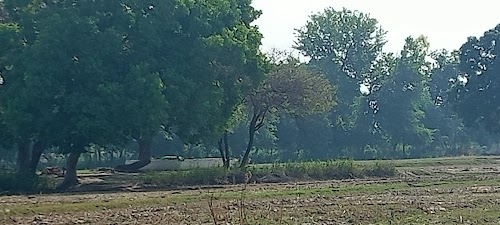 जिंद पुरुष देव महाराज प्राचीन स्थान