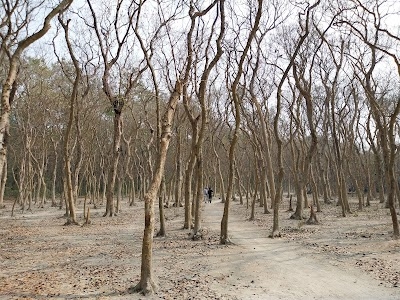 Debagram Forest (Pandepara)