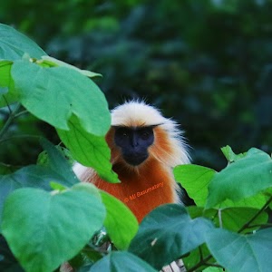Chakrasila Wildlife Sanctuary