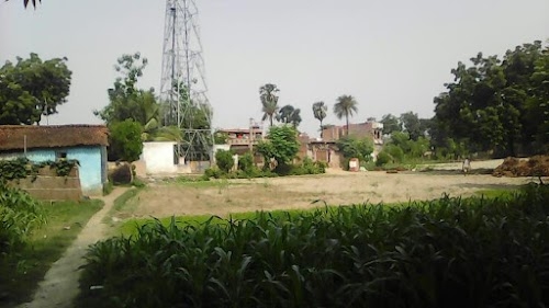Salauna