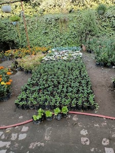 Pallavika Nursery