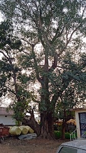 Pipal tree