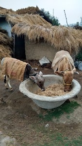 Nabinagar