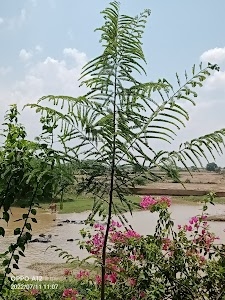 Bhidosa