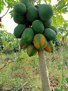 Ghati Khas