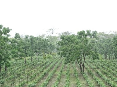 Talap Town