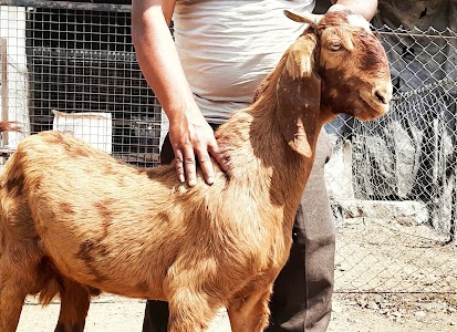 JAGADAMB GOAT FARM MAHORA