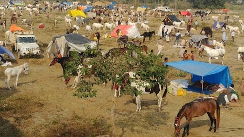 Horse Ghoda Mela, Dalshapur / घोड़ा मेला दलशापुर