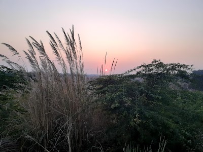 Pure Mohan