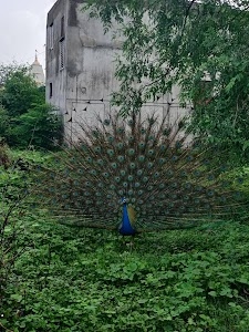 Talangpor, Sachin