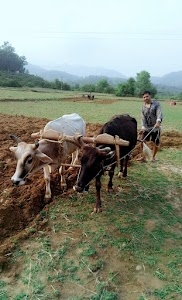 Ucha Pind