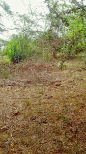 Manai