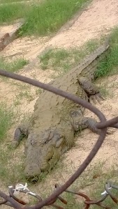 Kotmisunar