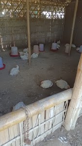 Murgi Farm