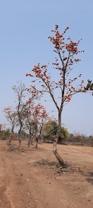 Fortune NH-7