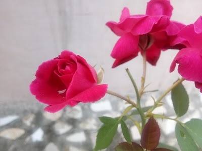Netaji Nagar