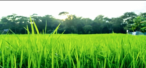 Lokdas