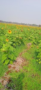 Aamgaon