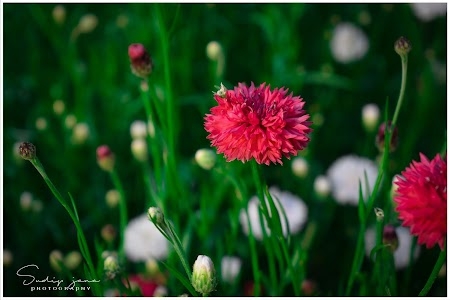 Farm of flowers Kansai & Khirai