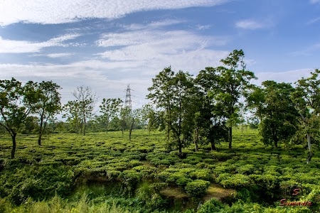 Malangi Tea Garden