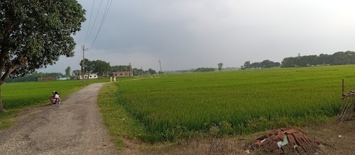 Parsauni Kala