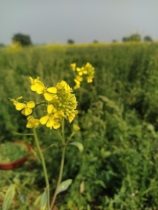 Birpura