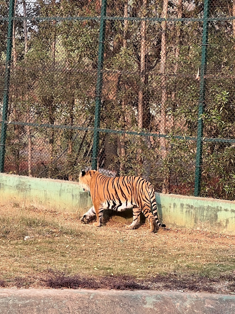 Jungle Safari Zoo