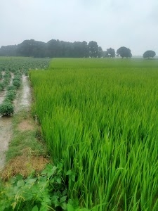 Gohra Mau