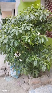 RAMESH DUBEY HOME