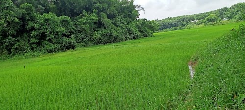 Jampuijala
