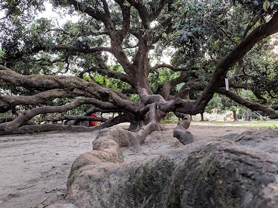 Horinmari Big Mango Tree-হরিণমারি বড় আম গাছ।