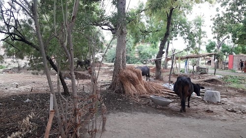 Pure Buwa Ram