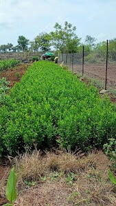 Kalbhut Nursery