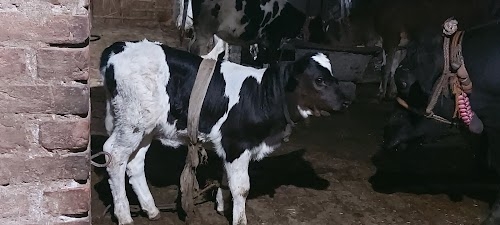 Raipur Bujurg