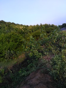 Magarda