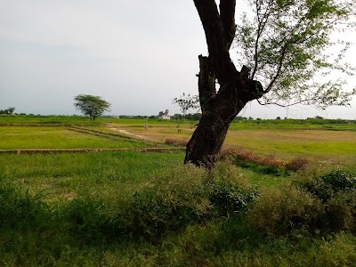 Toola