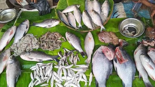 Fish Farming SHYAMNAGAR BIOFLOC SBA