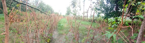 Maharajganj