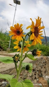 Singhpora