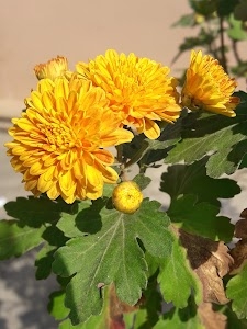 Tharpakhna